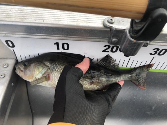 A picture of a Perch, caught by Hegge at 2022-06-04 07:11:06. The lure was a Jig (Perch & Zander Softbait) from Abu Garcia.