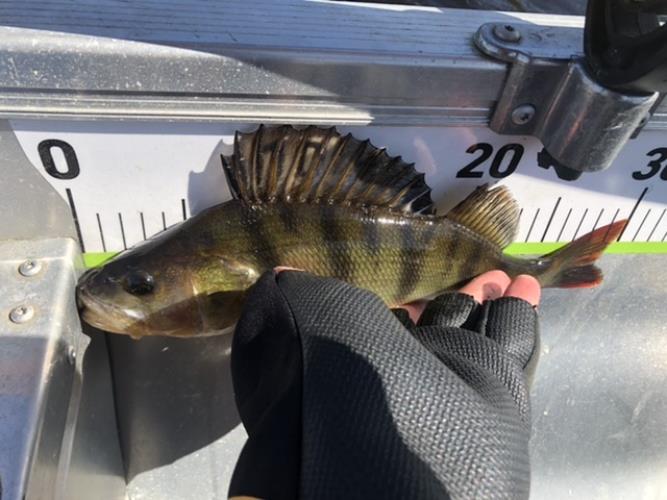 A picture of a Perch, caught by Hegge at 2022-06-04 10:34:33. The lure was a Jig (Perch & Zander Softbait) from Berkley.