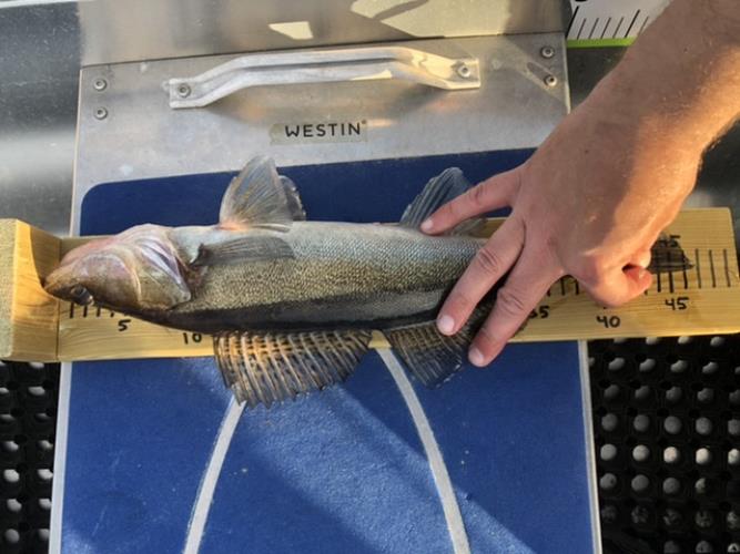 A picture of a Zander, caught by Hegge at 2022-06-05 20:10:56. The lure was a Jig (Perch & Zander Softbait) from Abu Garcia.