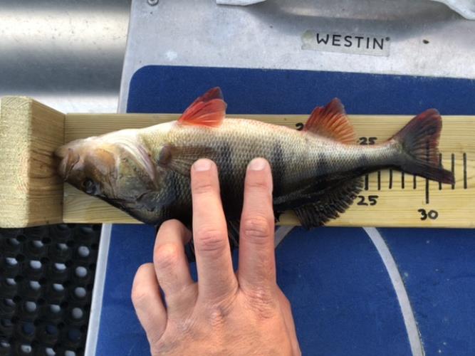 A picture of a Perch, caught by Hegge at 2022-06-05 21:06:52. The lure was a Jig (Perch & Zander Softbait) from CWC.