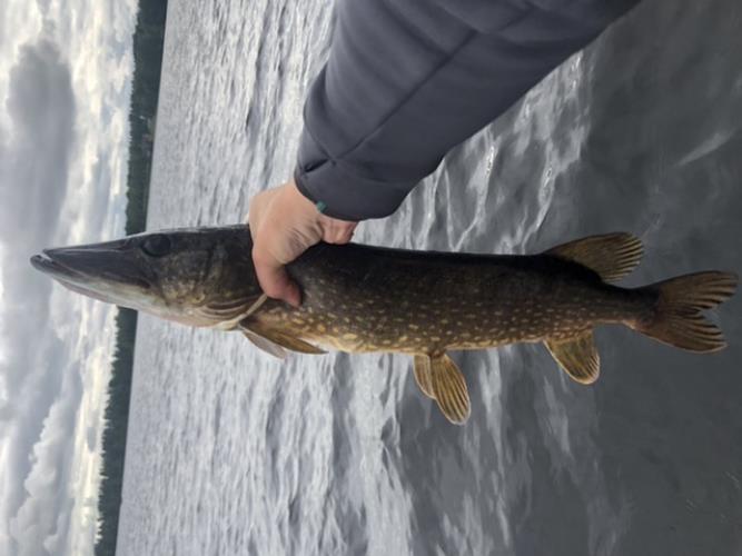 A picture of a Pike, caught by Hegge at 2022-06-22 17:53:45. The lure was a Jig (Perch & Zander Softbait) from Westin Fishing.