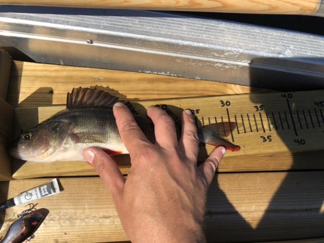 A picture of a Perch, caught by Hegge at 2022-06-29 13:49:59. The lure was a Jig (Perch & Zander Softbait) from Westin Fishing.