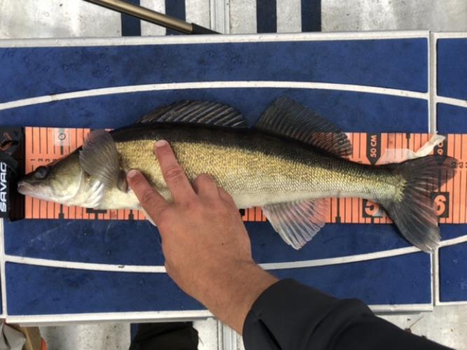 A picture of a Zander, caught by Hegge at 2022-07-04 19:44:21. The lure was a Jig (Perch & Zander Softbait) from Berkley.