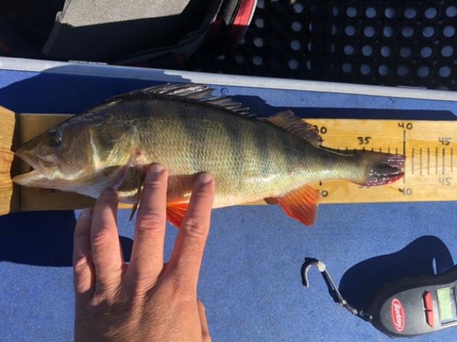 A picture of a Perch, caught by Hegge at 2022-07-15 09:44:51. The lure was a Lipless Crankbait from Berkley.