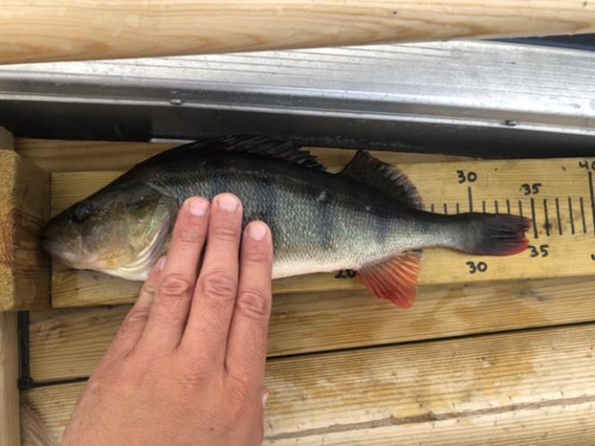 A picture of a Perch, caught by Hegge at 2022-07-22 07:11:00. The lure was a Jig (Perch & Zander Softbait) from Westin Fishing.