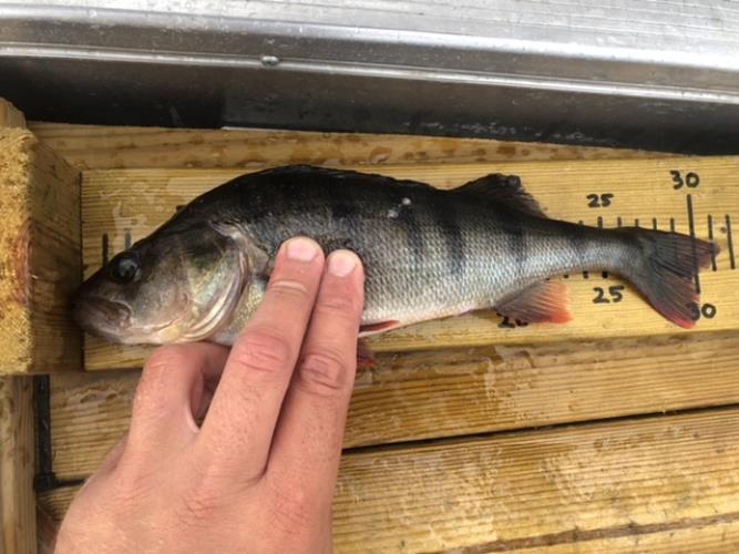 A picture of a Perch, caught by Hegge at 2022-07-22 07:14:00. The lure was a Jig (Perch & Zander Softbait) from Westin Fishing.