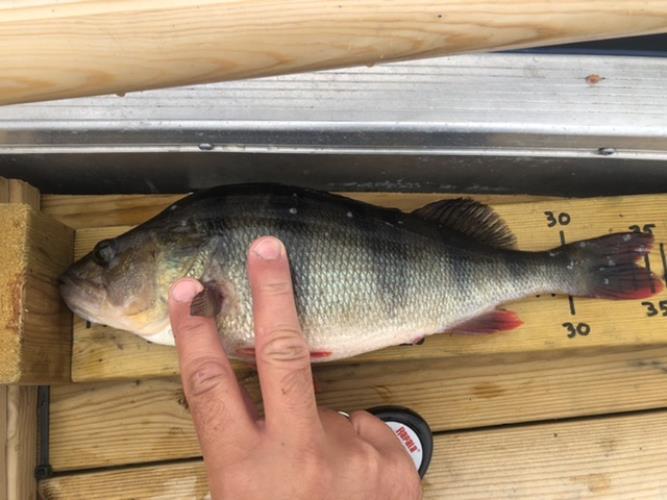 A picture of a Perch, caught by Hegge at 2022-07-22 10:07:40. The lure was a Lipless Crankbait from Berkley.