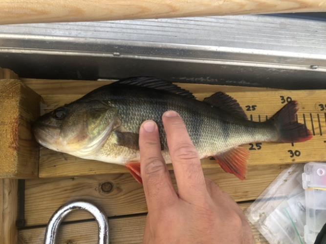 A picture of a Perch, caught by Hegge at 2022-07-31 06:40:58. The lure was a Lipless Crankbait from Berkley.