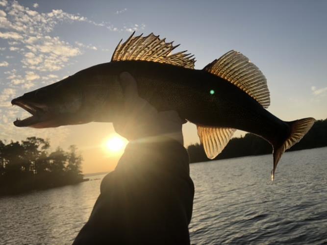 A picture of a Zander, caught by Hegge at 2022-08-04 06:03:35. The lure was a Jig (Perch & Zander Softbait) from Westin Fishing.