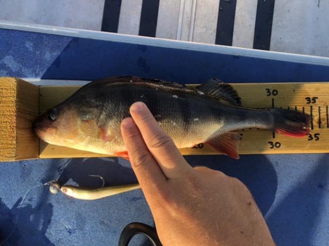 A picture of a Perch, caught by Hegge at 2022-08-04 07:07:28. The lure was a Jig (Perch & Zander Softbait) from Westin Fishing.