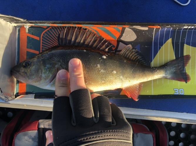 A picture of a Perch, caught by Hegge at 2022-08-10 07:02:10. The lure was a Jig (Perch & Zander Softbait) from Westin Fishing.