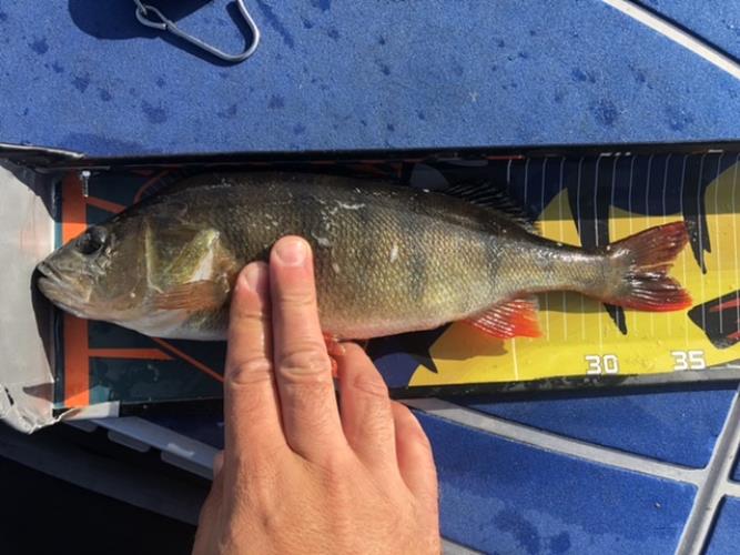 A picture of a Perch, caught by Hegge at 2022-08-10 08:59:28. The lure was a Lipless Crankbait from Berkley.