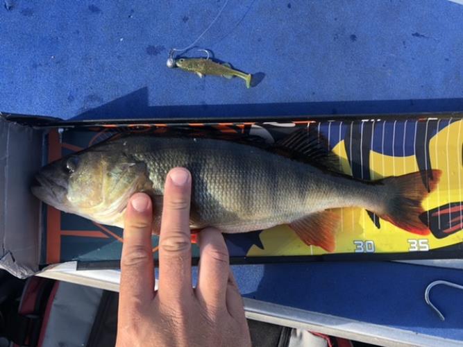 A picture of a Perch, caught by Hegge at 2022-08-10 09:40:24. The lure was a Jig (Perch & Zander Softbait) from Westin Fishing.