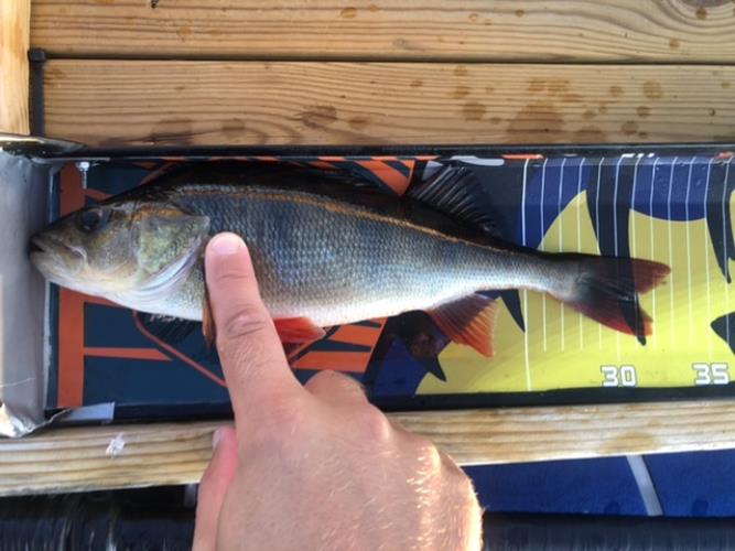 A picture of a Perch, caught by Hegge at 2022-08-14 06:36:28. The lure was a Lipless Crankbait from Berkley.