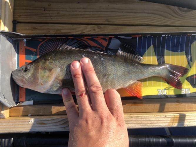 A picture of a Perch, caught by Hegge at 2022-08-14 08:35:03. The lure was a Lipless Crankbait from Berkley.