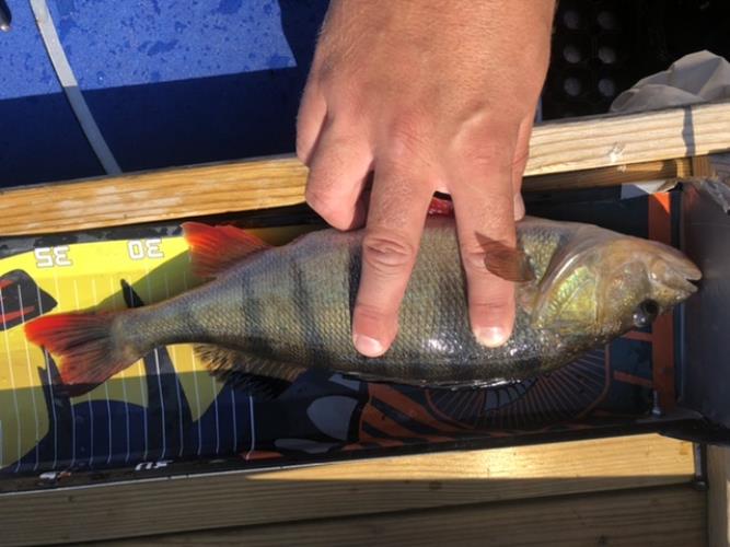 A picture of a Perch, caught by Hegge at 2022-08-14 09:47:31. The lure was a Lipless Crankbait from Berkley.