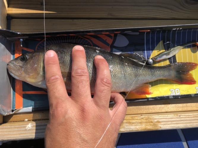 A picture of a Perch, caught by Hegge at 2022-08-14 11:00:28. The lure was a Jig (Perch & Zander Softbait) from Westin Fishing.