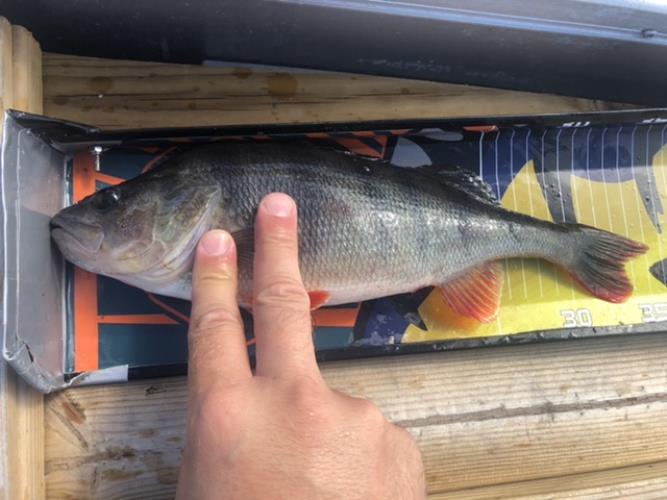 A picture of a Perch, caught by Hegge at 2022-08-22 12:07:28. The lure was a Jig (Perch & Zander Softbait) from Westin Fishing.