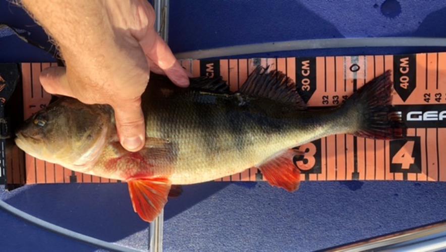 A picture of a Perch, caught by Hegge at 2022-09-14 17:38:00. The lure was a Lipless Crankbait from Berkley.