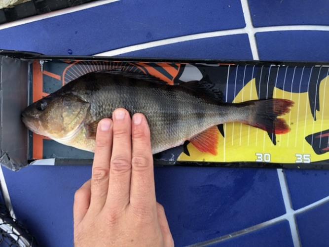 A picture of a Perch, caught by Hegge at 2022-09-14 18:40:21. The lure was a Chatterbait from Daiwa.