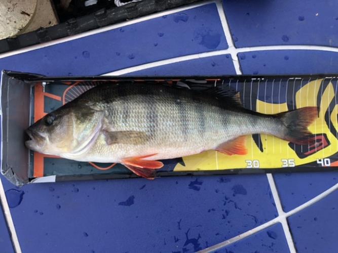 A picture of a Perch, caught by Hegge at 2022-09-14 18:41:13. The lure was a Jig (Perch & Zander Softbait) from Westin Fishing.