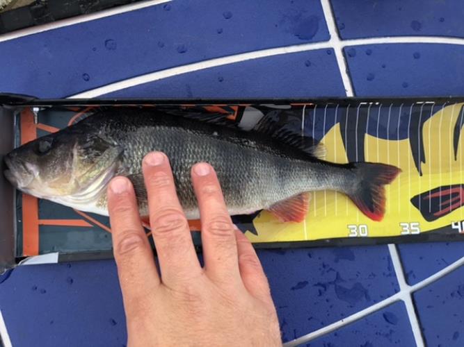 A picture of a Perch, caught by Hegge at 2022-09-14 18:41:52. The lure was a Jig (Perch & Zander Softbait) from Westin Fishing.