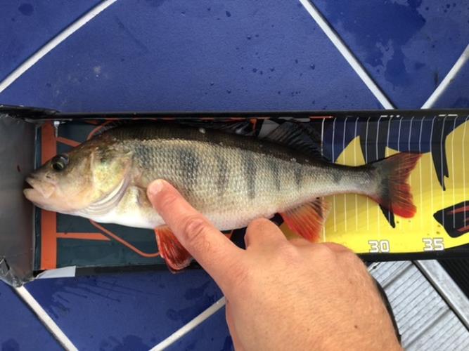 A picture of a Perch, caught by Hegge at 2022-09-14 18:55:16. The lure was a Jig (Perch & Zander Softbait) from Westin Fishing.