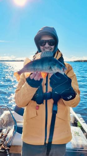 A picture of a Perch, caught by Hegge at 2022-09-17 10:20:13. The lure was a Jig (Perch & Zander Softbait) from Westin Fishing.