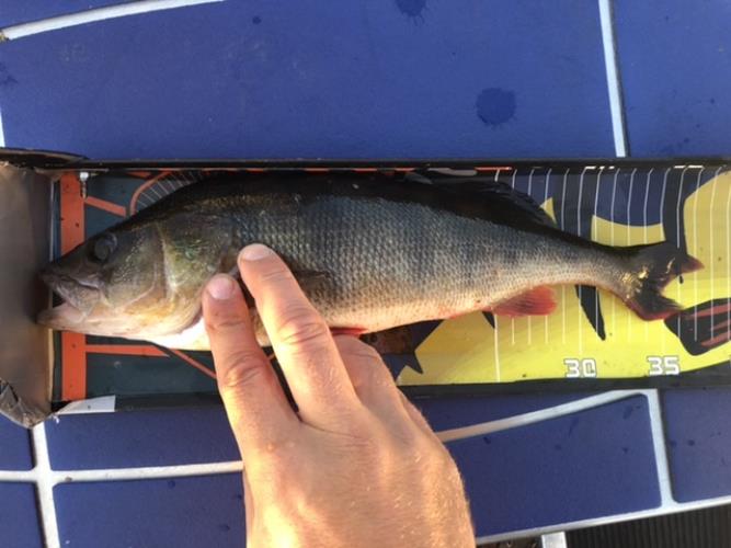 A picture of a Perch, caught by Hegge at 2022-09-22 18:36:31. The lure was a Lipless Crankbait from Berkley.