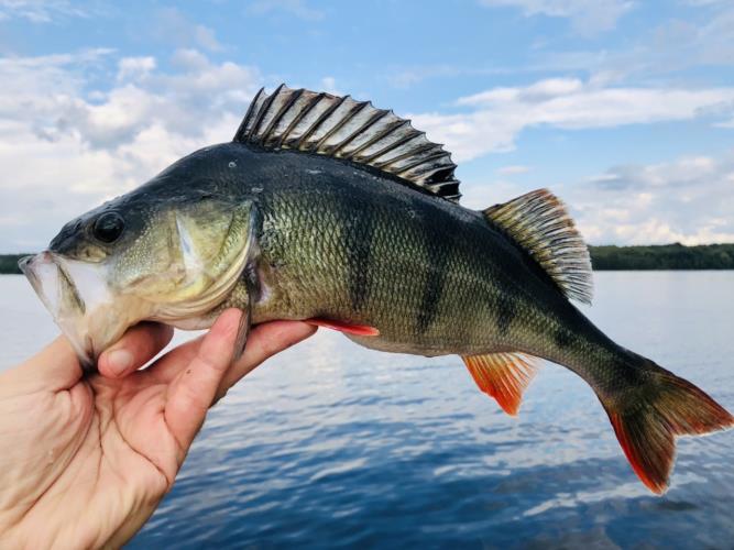 A picture of a Perch, caught by Hegge at 2022-09-25 15:08:31. The lure was a Jig (Perch & Zander Softbait) from Westin Fishing.