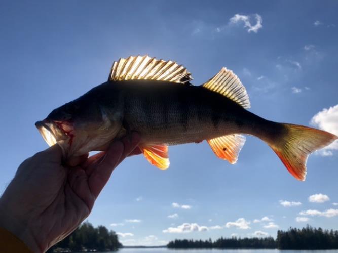 A picture of a Perch, caught by Hegge at 2022-10-03 12:04:25. The lure was a Jig (Perch & Zander Softbait) from Westin Fishing.