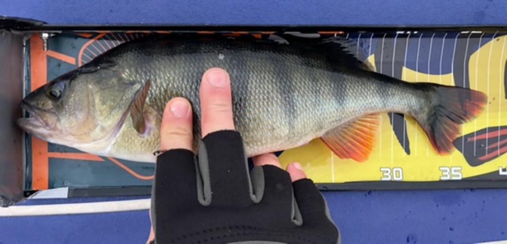 A picture of a Perch, caught by Hegge at 2022-10-23 15:39:26. The lure was a Jig (Perch & Zander Softbait) from Westin Fishing.