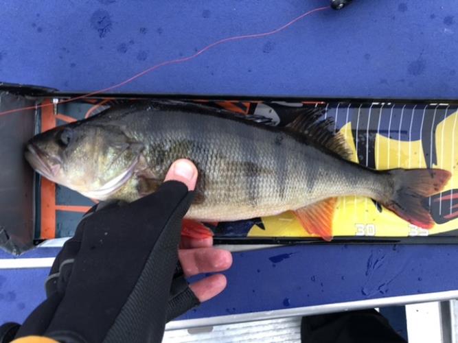 A picture of a Perch, caught by Hegge at 2022-10-23 15:47:57. The lure was a Jig (Perch & Zander Softbait) from Westin Fishing.