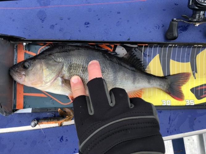 A picture of a Perch, caught by Hegge at 2022-10-23 15:59:49. The lure was a Jig (Perch & Zander Softbait) from Westin Fishing.