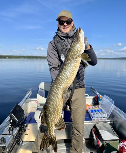 A picture of a Pike, caught by Hegge at 2023-06-04 09:24:18. The lure was a Jig (Perch & Zander Softbait) from Westin Fishing.