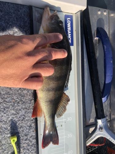 A picture of a Perch, caught by Hegge at 2023-06-24 18:43:30. The lure was a Wobbler from Rapala.