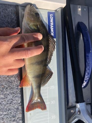 A picture of a Perch, caught by Hegge at 2023-06-24 18:44:43. The lure was a Wobbler from Rapala.