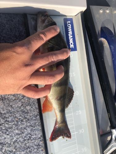 A picture of a Perch, caught by Hegge at 2023-06-24 18:45:46. The lure was a Wobbler from Rapala.