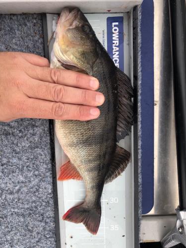 A picture of a Perch, caught by Hegge at 2023-09-03 16:12:04. The lure was a Crankbait from Westin Fishing.