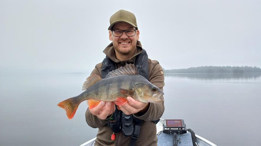 A picture of a Perch, caught by Hegge at 2023-09-11 09:57:12. The lure was a Jig (Perch & Zander Softbait) from Westin Fishing.