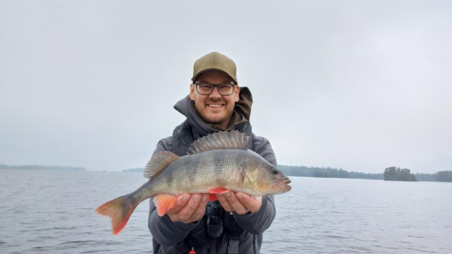 A picture of a Perch, caught by Hegge at 2023-09-11 10:33:41. The lure was a Jig (Perch & Zander Softbait) from Westin Fishing.