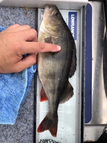 A picture of a Perch, caught by Hegge at 2023-09-11 10:37:09. The lure was a Jig (Perch & Zander Softbait) from Westin Fishing.