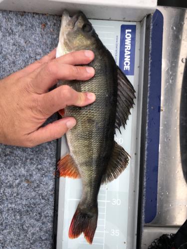 A picture of a Perch, caught by Hegge at 2023-09-11 10:42:32. The lure was a Jig (Perch & Zander Softbait) from Westin Fishing.