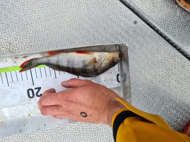 A picture of a Perch, caught by FishingInMax at 2022-06-19 08:03:28. The lure was a Crankbait from Berkley.