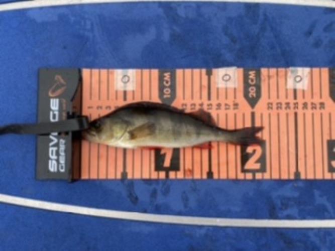 A picture of a Perch, caught by Team 2xH at 2022-06-19 09:22:39. The lure was a Spinner from Myran.