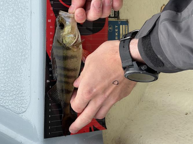 A picture of a Perch, caught by Team Slowly at 2022-06-19 10:55:28. The lure was a Other/Unknown from Other/Unknown.