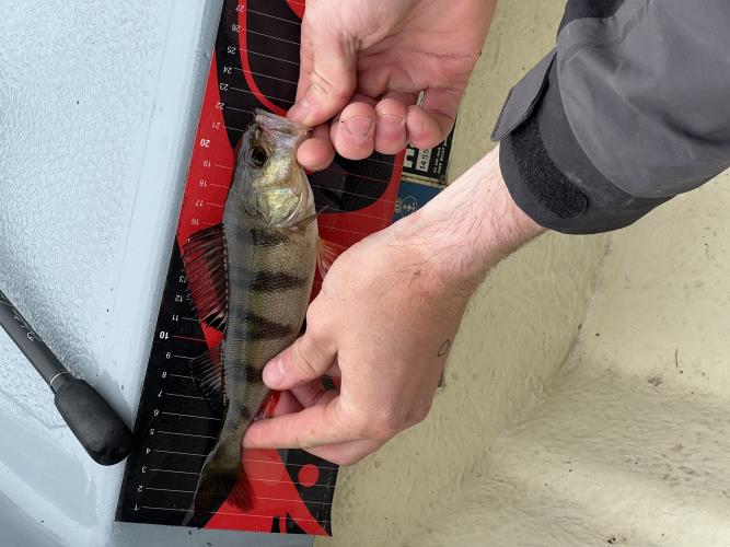 A picture of a Perch, caught by Team Slowly at 2022-06-19 11:40:29. The lure was a Other/Unknown from Other/Unknown.