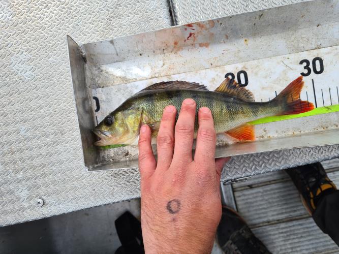 A picture of a Perch, caught by FishingInMax at 2022-06-19 15:57:56. The lure was a Crankbait from Berkley.