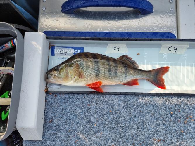 A picture of a Perch, caught by Team Hegge & Fehim at 2023-07-01 07:10:38. The lure was a Spinner from Myran.