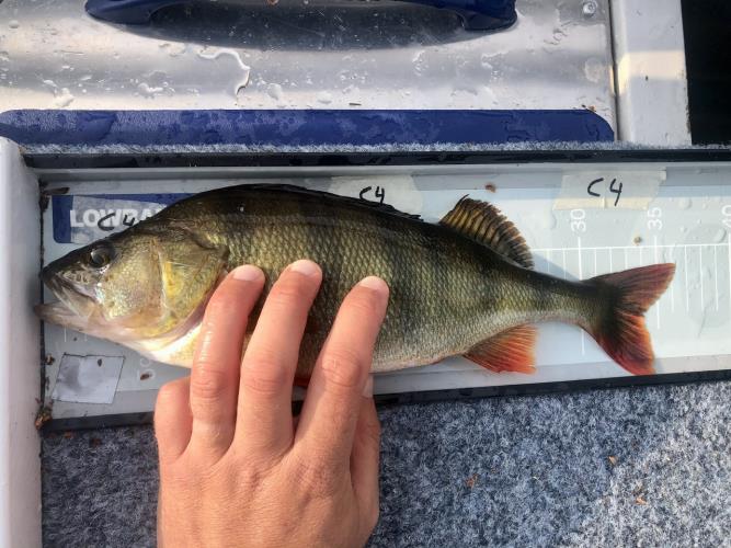 A picture of a Perch, caught by Team Hegge & Fehim at 2023-07-01 07:40:20. The lure was a Lipless Crankbait from Berkley.